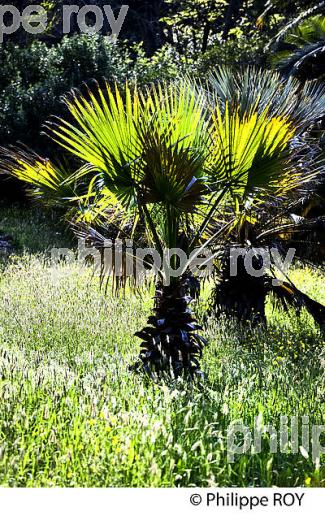 JARDIN BOTANIQUE  DE LA VILLA THURET, ANTIBES JUAN LES PINS, COTE D' AZUR. (06F00603.jpg)