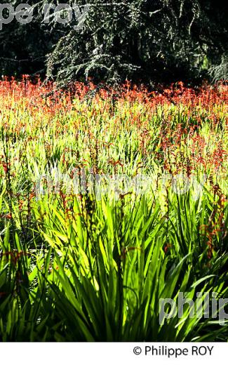 JARDIN BOTANIQUE  DE LA VILLA THURET, ANTIBES JUAN LES PINS, COTE D' AZUR. (06F00605.jpg)