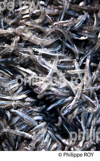 PECHE A LA POUTINE, PLAGE DE CROS DE CAGNES, CAGNES SUR MER, COTE D' AZUR. (06F00620.jpg)