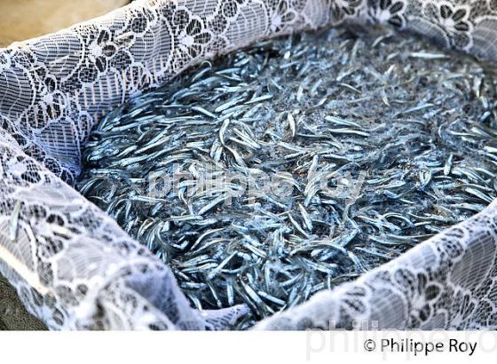 PECHE A LA POUTINE, PLAGE DE CROS DE CAGNES, CAGNES SUR MER, COTE D' AZUR. (06F00713.jpg)