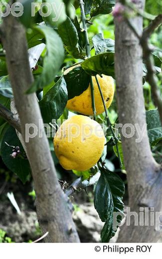 VERGER, CITRON DE MENTON , COTE D' AZUR. (06F00726.jpg)
