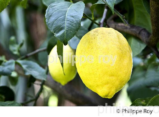 VERGER, CITRON DE MENTON , COTE D' AZUR. (06F00730.jpg)