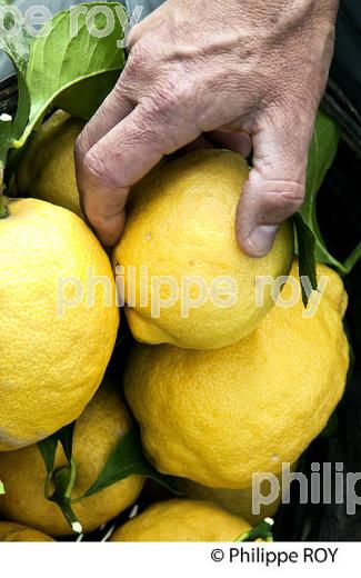 VERGER, CITRON DE MENTON , COTE D' AZUR. (06F00739.jpg)