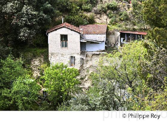 VERGER, CITRON DE MENTON , COTE D' AZUR. (06F00801.jpg)