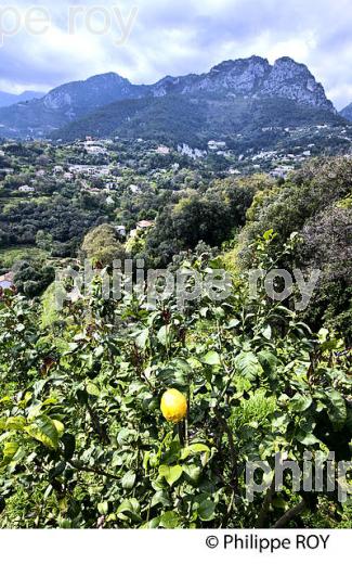 VERGER, CITRON DE MENTON , COTE D' AZUR. (06F00806.jpg)