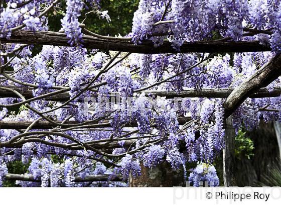 JARDINS DE SERRE DE LA MADONE, COMMUNE DE MENTON , COTE D' AZUR. (06F00817.jpg)