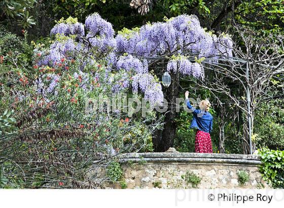JARDINS DE SERRE DE LA MADONE, COMMUNE DE MENTON , COTE D' AZUR. (06F00823.jpg)
