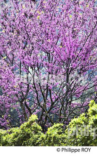 JARDINS DE SERRE DE LA MADONE, COMMUNE DE MENTON , COTE D' AZUR. (06F00827.jpg)