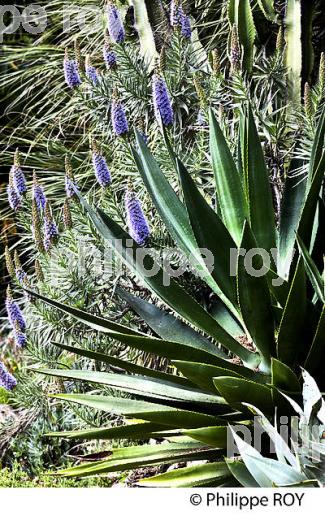 JARDINS DE SERRE DE LA MADONE, COMMUNE DE MENTON , COTE D' AZUR. (06F00830.jpg)