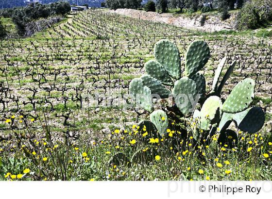 DOMAINE DE LA SOURCE, VINS AOP  BELLET, NICE, COTE D' AZUR. (06F01226.jpg)