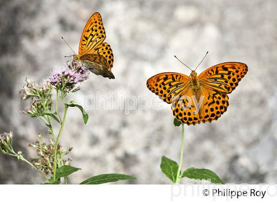 CONFISERIE FLORIAN, VILLAGE DE PONT DU LOUP, VALLEE DU LOUP,  ALPES MARITIMES. (06F02838.jpg)