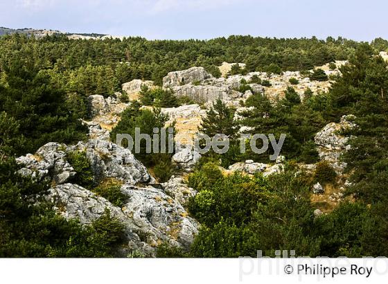 PLATEAU DE CAUSSOLS, VILLAGE DE CAUSSOLS,    ALPES MARITIMES. (06F02938.jpg)