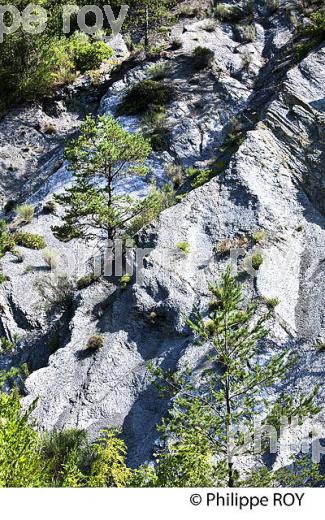 VALLEE DE LA ROUDOULE, ALPES MARITIMES. (06F03021.jpg)