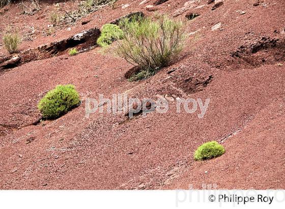 VALLEE DE LA ROUDOULE, ALPES MARITIMES. (06F03131.jpg)
