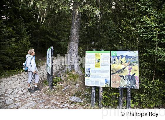 RANDONNEE PEDESTRE, PARC NATIONAL DU MERCANTOUR, VESUBIE, ALPES MARITIMES. (06F03430.jpg)