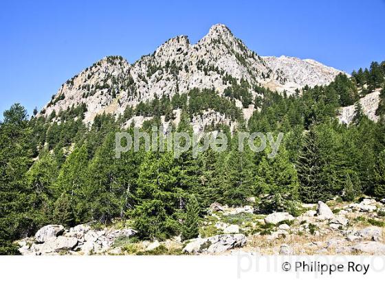 RANDONNEE PEDESTRE, PARC NATIONAL DU MERCANTOUR, VESUBIE, ALPES MARITIMES. (06F03508.jpg)