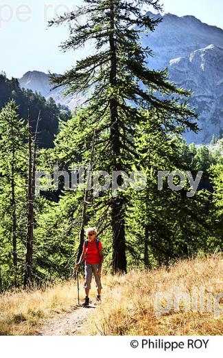 RANDONNEE PEDESTRE, PARC NATIONAL DU MERCANTOUR, VESUBIE, ALPES MARITIMES. (06F03510.jpg)