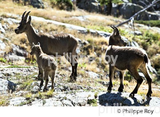 RANDONNEE PEDESTRE, PARC NATIONAL DU MERCANTOUR, VESUBIE, ALPES MARITIMES. (06F03522.jpg)