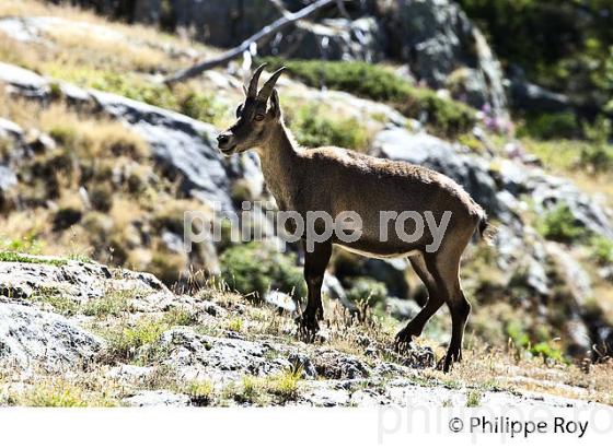 RANDONNEE PEDESTRE, PARC NATIONAL DU MERCANTOUR, VESUBIE, ALPES MARITIMES. (06F03523.jpg)
