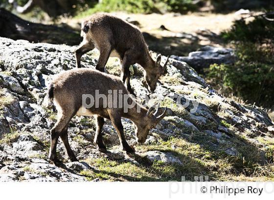 RANDONNEE PEDESTRE, PARC NATIONAL DU MERCANTOUR, VESUBIE, ALPES MARITIMES. (06F03530.jpg)