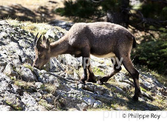 RANDONNEE PEDESTRE, PARC NATIONAL DU MERCANTOUR, VESUBIE, ALPES MARITIMES. (06F03531.jpg)