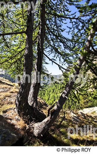 RANDONNEE PEDESTRE, PARC NATIONAL DU MERCANTOUR, VESUBIE, ALPES MARITIMES. (06F03533.jpg)