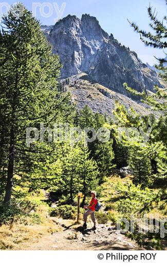 RANDONNEE PEDESTRE, PARC NATIONAL DU MERCANTOUR, VESUBIE, ALPES MARITIMES. (06F03538.jpg)