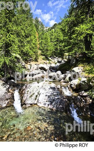 RANDONNEE PEDESTRE, PARC NATIONAL DU MERCANTOUR, VESUBIE, ALPES MARITIMES. (06F03630.jpg)