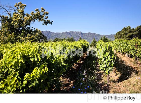 VIGNOBLE DE L' ARDECHE, VINS IGP ARDECHE,  CHAMBONAS,  VALLEE DU CHASSEZAC, BAS-VIVARAIS, ARDECHE. (07F00107.jpg)