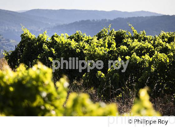 VIGNOBLE DE L' ARDECHE, VINS IGP ARDECHE,  CHAMBONAS,  VALLEE DU CHASSEZAC, BAS-VIVARAIS, ARDECHE. (07F00110.jpg)