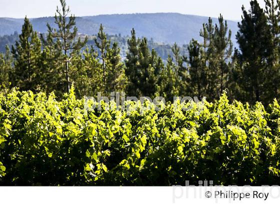 VIGNOBLE DE L' ARDECHE, VINS IGP ARDECHE,  CHAMBONAS,  VALLEE DU CHASSEZAC, BAS-VIVARAIS, ARDECHE. (07F00112.jpg)