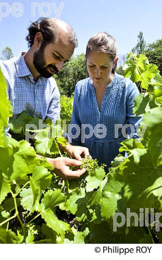 DOMAINE DES LEBRES, VIN BIO, IGP ARDECHE, BANNE, VALLEE DU CHASSEZAC, BAS-VIVARAIS, ARDECHE. (07F00115.jpg)