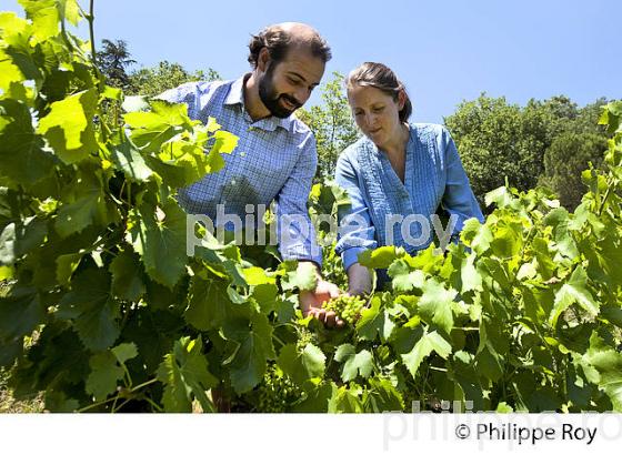 DOMAINE DES LEBRES, VIN BIO, IGP ARDECHE, BANNE, VALLEE DU CHASSEZAC, BAS-VIVARAIS, ARDECHE. (07F00117.jpg)