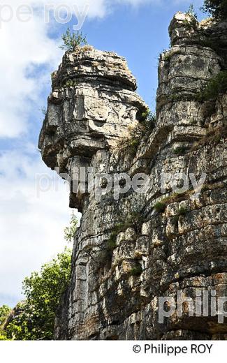 CORNICHE DES GORGES DU CHASSEZAC, LE BOIS DE PAIOLIVE, LA CORNICHE,  GORGES DU CHASSEZAC,  COMMUNE LES VANS, BAS-VIVARAIS, ARDECHE. (07F00910.jpg)