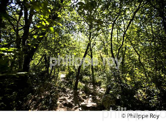 LE BOIS DE PAIOLIVE, COMMUNE BERRIAS  ET CASTELJAU,   VALLEE DU CHASSEZAC, BAS-VIVARAIS, ARDECHE. (07F00911.jpg)
