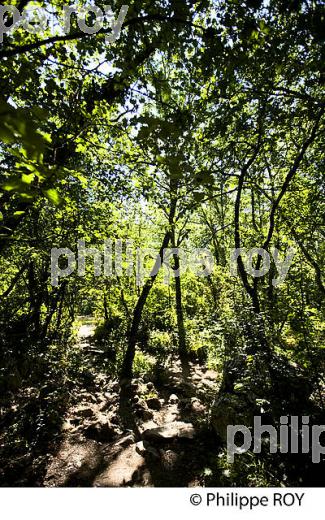 LE BOIS DE PAIOLIVE, COMMUNE BERRIAS  ET CASTELJAU,   VALLEE DU CHASSEZAC, BAS-VIVARAIS, ARDECHE. (07F00913.jpg)