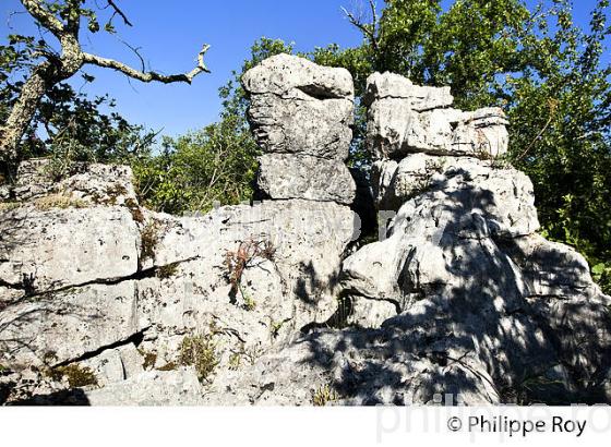 LE BOIS DE PAIOLIVE, COMMUNE BERRIAS  ET CASTELJAU,   VALLEE DU CHASSEZAC, BAS-VIVARAIS, ARDECHE. (07F00916.jpg)
