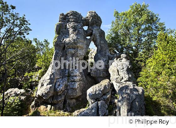 LE BOIS DE PAIOLIVE, COMMUNE BERRIAS  ET CASTELJAU,   VALLEE DU CHASSEZAC, BAS-VIVARAIS, ARDECHE. (07F00919.jpg)