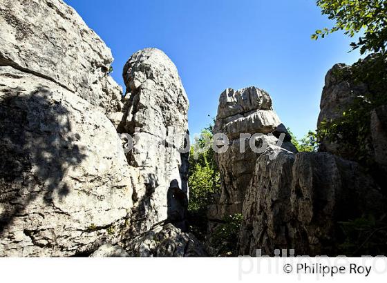 LE BOIS DE PAIOLIVE, COMMUNE BERRIAS  ET CASTELJAU,   VALLEE DU CHASSEZAC, BAS-VIVARAIS, ARDECHE. (07F00927.jpg)