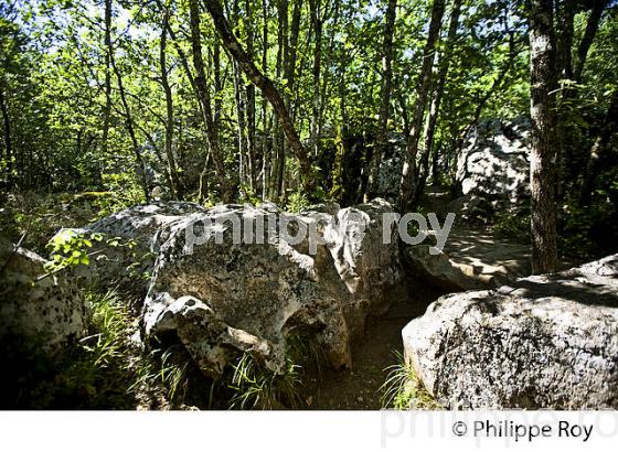 LE BOIS DE PAIOLIVE, COMMUNE BERRIAS  ET CASTELJAU,   VALLEE DU CHASSEZAC, BAS-VIVARAIS, ARDECHE. (07F00929.jpg)