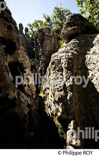 LE BOIS DE PAIOLIVE, COMMUNE BERRIAS  ET CASTELJAU,   VALLEE DU CHASSEZAC, BAS-VIVARAIS, ARDECHE. (07F00937.jpg)