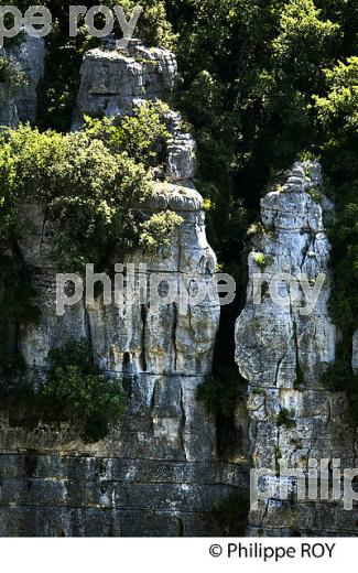 LE BOIS DE PAIOLIVE, LA CORNICHE,  GORGES DU CHASSEZAC,  COMMUNE LES VANS, BAS-VIVARAIS, ARDECHE. (07F01003.jpg)