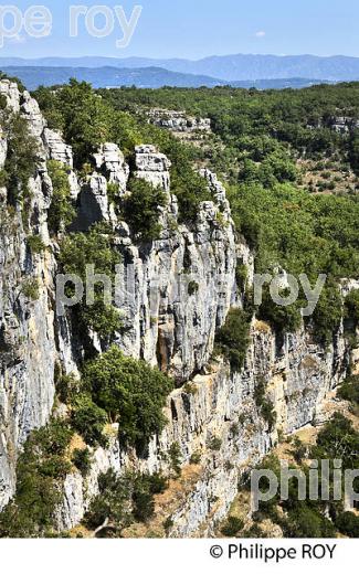 LE BOIS DE PAIOLIVE, LA CORNICHE,  GORGES DU CHASSEZAC,  COMMUNE LES VANS, BAS-VIVARAIS, ARDECHE. (07F01027.jpg)