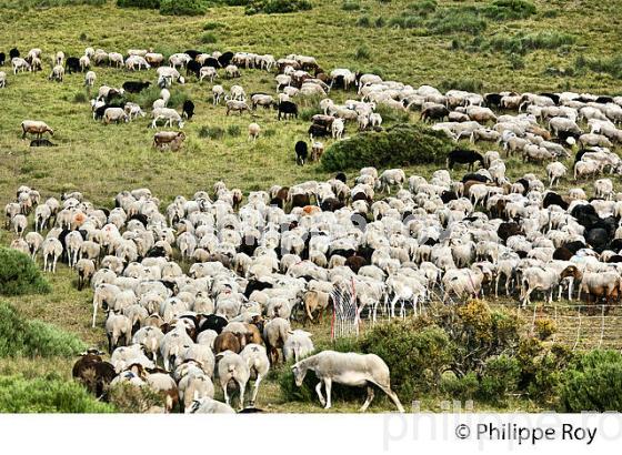 TROUPEAU DE MOUTONS  A L' ESTIVE, MASSIF DU TANARGUE, MONTS DU VIVARAIS,  BAS-VIVARAIS, ARDECHE. (07F01103.jpg)