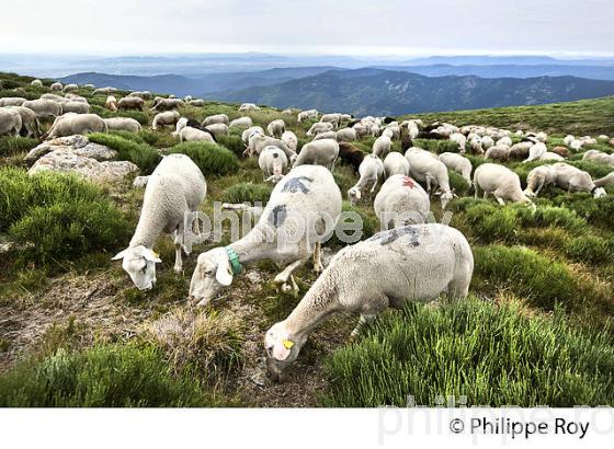 TROUPEAU DE MOUTONS  A L' ESTIVE, MASSIF DU TANARGUE, MONTS DU VIVARAIS,  BAS-VIVARAIS, ARDECHE. (07F01109.jpg)