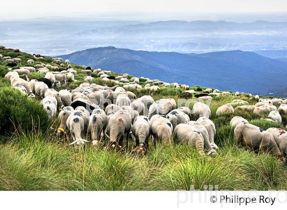 TROUPEAU DE MOUTONS  A L' ESTIVE, MASSIF DU TANARGUE, MONTS DU VIVARAIS,  BAS-VIVARAIS, ARDECHE. (07F01113.jpg)