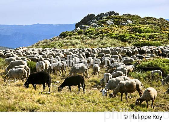 TROUPEAU DE MOUTONS  A L' ESTIVE, MASSIF DU TANARGUE, MONTS DU VIVARAIS,  BAS-VIVARAIS, ARDECHE. (07F01116.jpg)