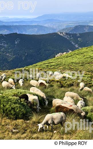 TROUPEAU DE MOUTONS  A L' ESTIVE, MASSIF DU TANARGUE, MONTS DU VIVARAIS,  BAS-VIVARAIS, ARDECHE. (07F01118.jpg)