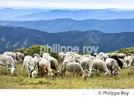 TROUPEAU DE MOUTONS  A L' ESTIVE, MASSIF DU TANARGUE, MONTS DU VIVARAIS,  BAS-VIVARAIS, ARDECHE. (07F01123.jpg)