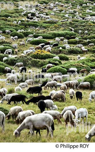 TROUPEAU DE MOUTONS  A L' ESTIVE, MASSIF DU TANARGUE, MONTS DU VIVARAIS,  BAS-VIVARAIS, ARDECHE. (07F01136.jpg)